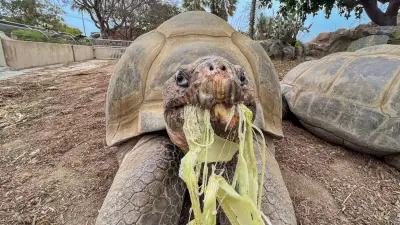 Gramma the Galapagos tortoise, oldest resident of San Diego Zoo, dies at about 141