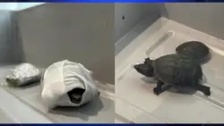 TSA bust woman trying to smuggle turtles in her bra through security checkpoint at MIA