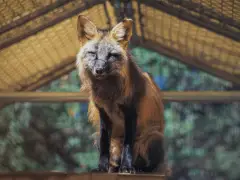 Finding freedom: Rescued foxes brave missiles, wars to arrive at San Diego home