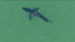 Shark kills beachgoer near Sydney
