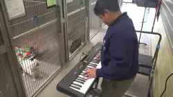 Volunteers play music to soothe shelter animals