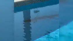 ‘Chills running up my spine’: Florida family finds 6-foot alligator swimming in their pool