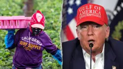 Trump pitches plan allowing farmers to vouch for illegal immigrant workers facing deportation