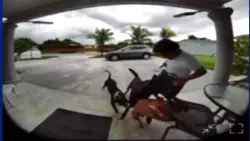 Family dog left shaken after being attacked by 2 dogs in South Miami-Dade, 16-year-old owner says