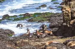 La Jolla group proposes plans to protect sea lions during pupping season